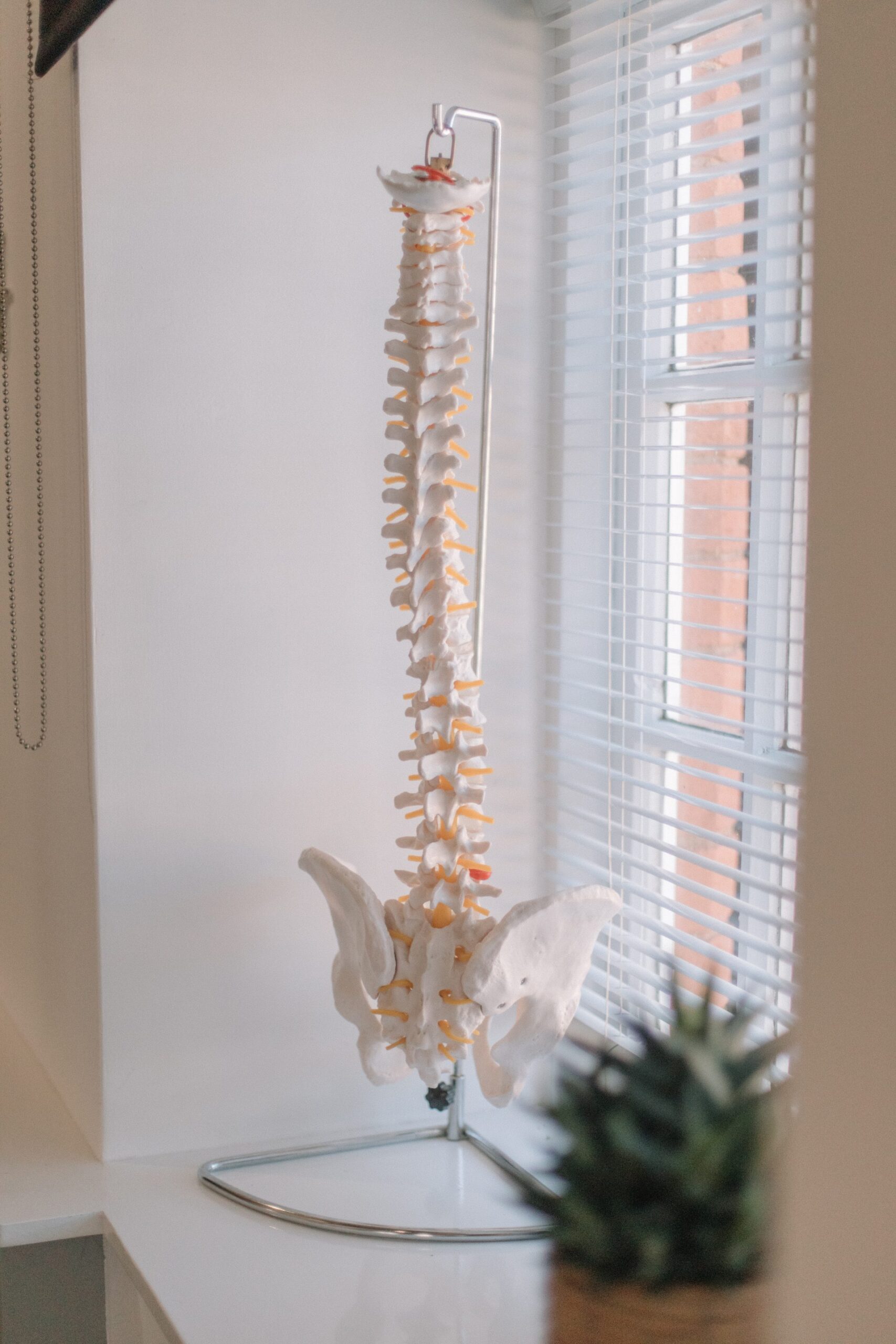 Spine Fitter exercise at The Old Dairy Pilates Studio